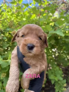 Labradoodle - Zara
