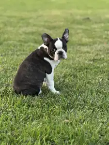 Boston Terrier - Yumba Nero Di Angelo