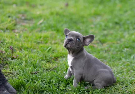 Bouledogue français - Montclair