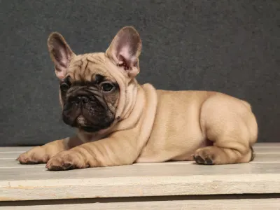 Bulldog francez - Elmo