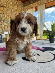 Cavapoo - Brownie