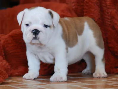 Englische Bulldogge - Rengőehgyi-ormán Blake