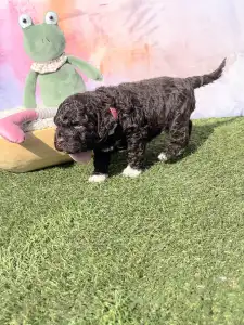 Lagotto Romagnolo - Curly Stars Of Dreams Vibe Spirit 