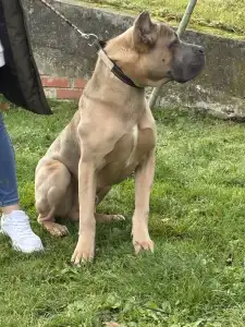Cane Corso Italiano - Timoniere Quintiliano