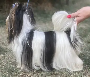 Biewer Terrier - Bendeguz Of Arnamentia