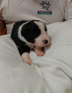 Border Collie - Brilliant