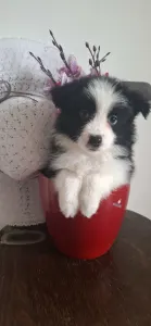 Border Collie - Mini