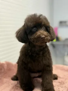 Poodle Miniature - Dóra ( Little Dwarf )