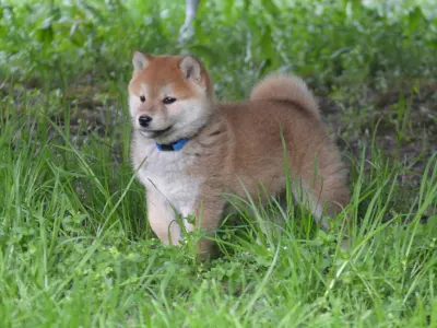 Shiba Inu - Fornax