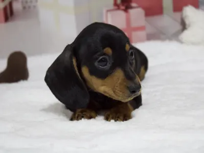 Такса - Black Spot Hug Me Strongly