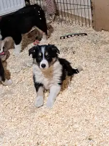 Border Collie - Nanna