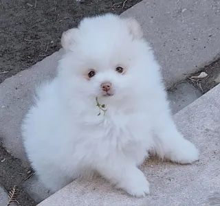 Pomeranian - Mateo