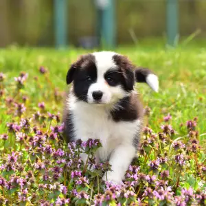 Pembroke Welsh Corgi - Gingers Heritage Iris Down "iris"