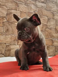 Französische Bulldogge - Bobi