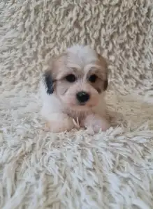 Coton de Tuléar - Tony