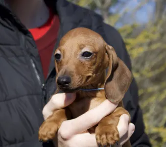 Teckel - Mr Nemo Jr Hug Me Strongly 