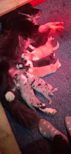 Border Collie - Pocak