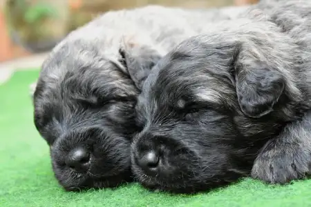Flanders Cattle Dog - Piros