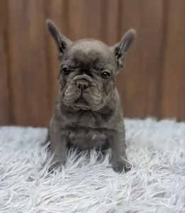 Francia bulldog - Léna