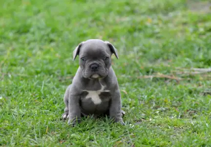 French Bulldog - Magnus