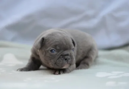 French Bulldog - Magnus