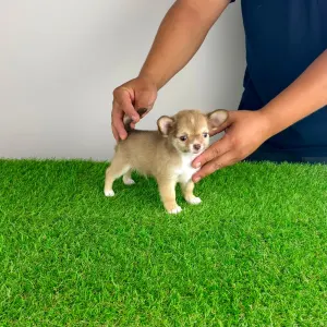 Chihuahua - Kwai