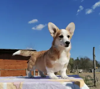 Corgi galez Pembroke - Lilibeth’s Favourite Bluebell