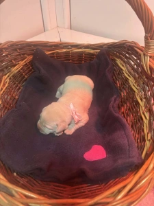 Labradorský retrívr - Heroes Of Kelly Pandora