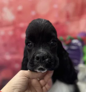 Amerikai cocker spániel - Psycho