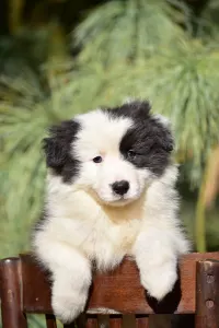 Border Collie - Berwick Guard