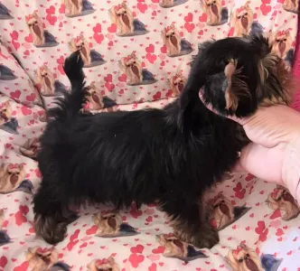 Yorkshire Terrier - Taboo (kisméretű / Small Size)
