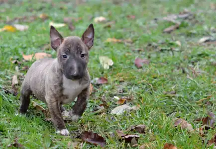 Bull terrier miniature - Joy