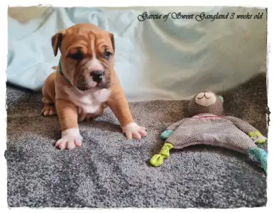 Amerykański staffordshire terier - Garcia Of Sweet Gangland