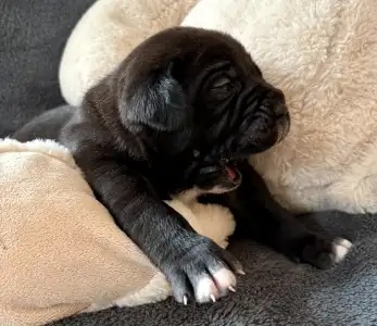 Cane Corso Italiano - Sarah