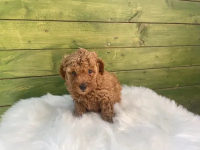 Poodle Miniature - Ronnie