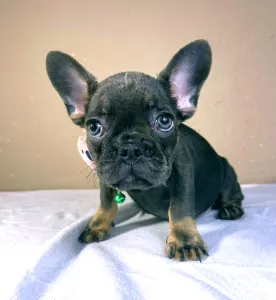French Bulldog - Stella