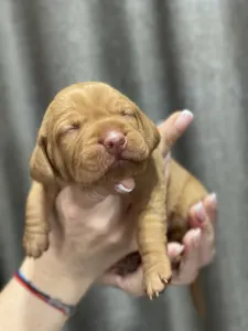 Hungarian Short-haired Vizsla - Vidual Artúr