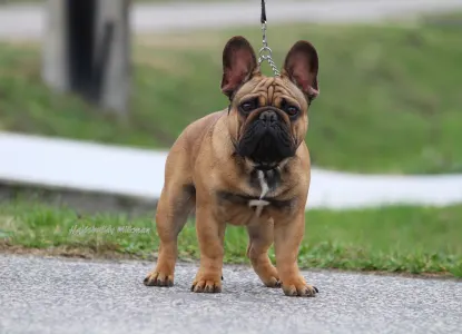 French Bulldog - Hajósbulldy Milkman