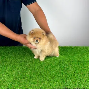 Pomeranian - Pici Bello