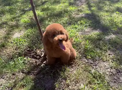 Trpasličí pudl - Goofy