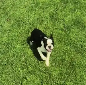 Boston Terrier - Lara