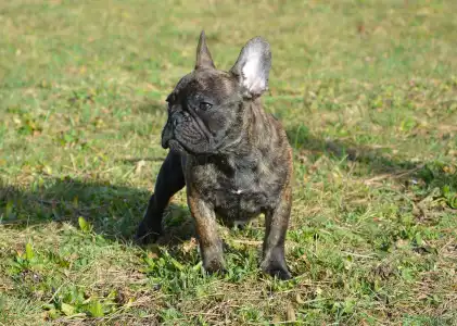 French Bulldog - Hiro