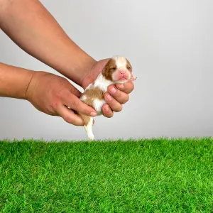 Cavalier King Charles Spaniel - Kyrill