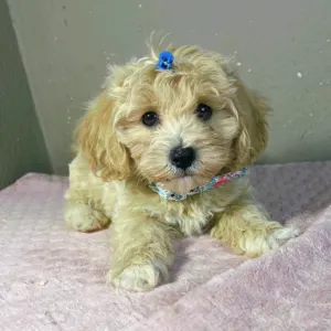 Maltipoo - Brian