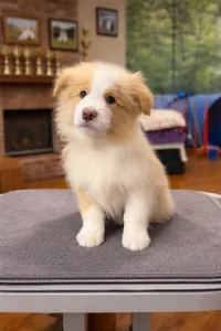 Border Collie - Red Boy