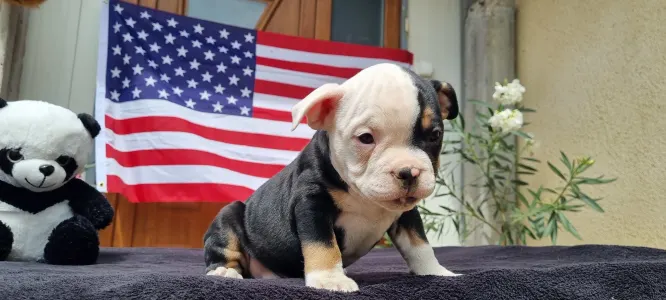 American Bully - Pocket - Malekith