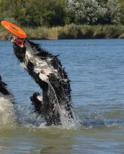 Border Collie - Rodonit