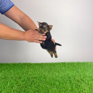 Yorkshire Terrier - Jelly