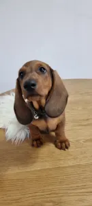 Dachshund - Athos The Brave