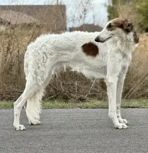 Orosz agár - Carskiy Favorit Veles